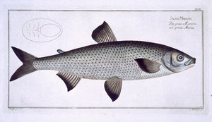 Lachs (Salmo Maraena) Tafel XXVII aus 